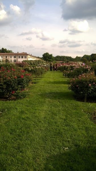 Roseto 'Niso Fumagalli' botanical garden